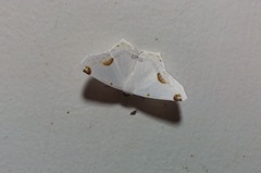 Sericoptera mahometaria
