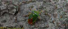 Acanthosoma crassicaudum