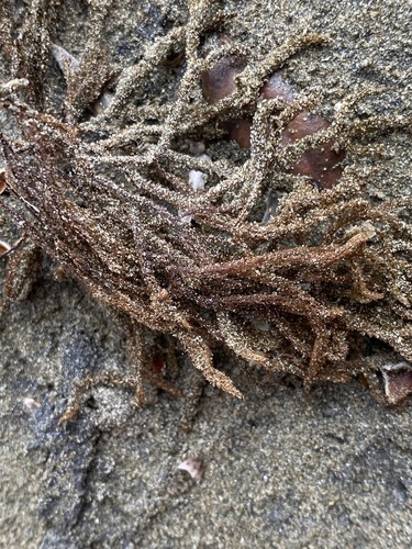 Halopteris congesta observed 2023-10-27