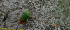Acanthosoma crassicaudum