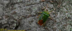 Acanthosoma crassicaudum