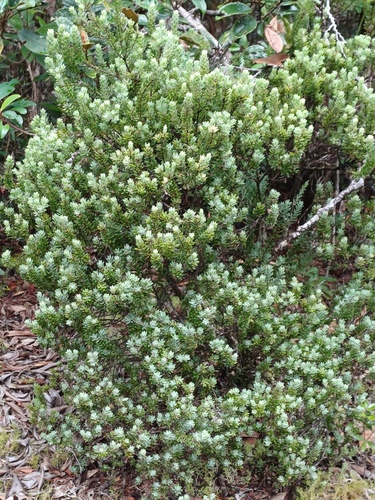 Styphelia longistylis observed 2025-02-01
