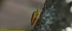 Acanthosoma crassicaudum
