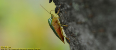 Acanthosoma crassicaudum