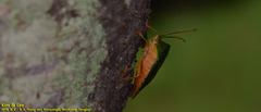 Acanthosoma crassicaudum