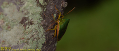 Acanthosoma crassicaudum