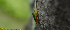 Acanthosoma crassicaudum