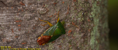 Acanthosoma crassicaudum