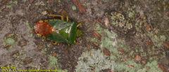 Acanthosoma crassicaudum