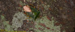 Acanthosoma crassicaudum