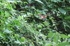 Papilio nephelus chaonulus
