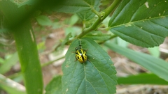 Calligrapha fulvipes
