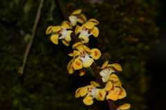 Smithsonia maculata