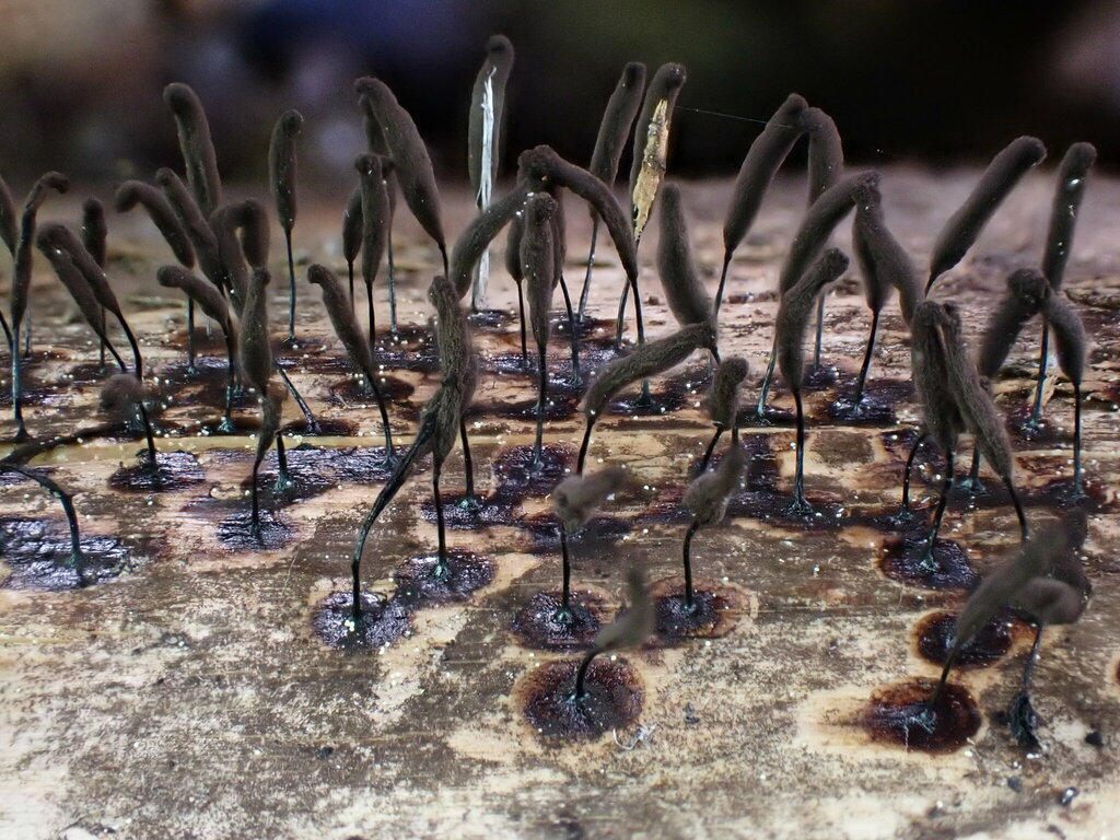 Comatricha americana