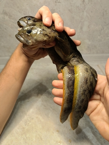 Eastern pacific eelpout (Zoarces elongatus) — Zoarcidae — 2