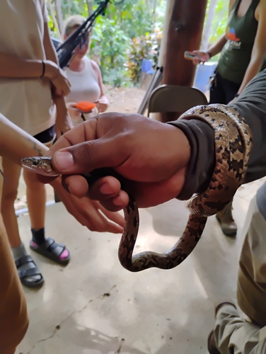 Central American Lyresnake