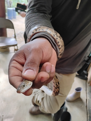 Central American Lyresnake