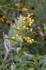 Lysimachia davurica