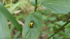 Calligrapha fulvipes