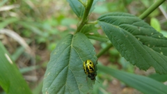 Calligrapha fulvipes