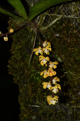 Smithsonia maculata
