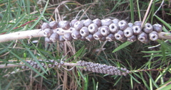 Melaleuca saligna