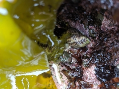 Acanthinucella punctulata