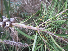 Melaleuca saligna