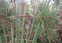 Melaleuca saligna
