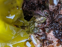 Acanthinucella punctulata