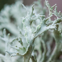 Ramalina canariensis