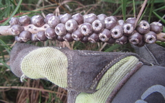 Melaleuca saligna