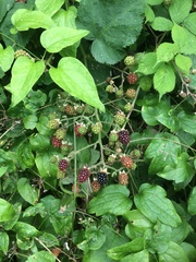 Rubus