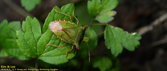 Pentatoma japonica