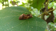 Gonodonta nitidimacula