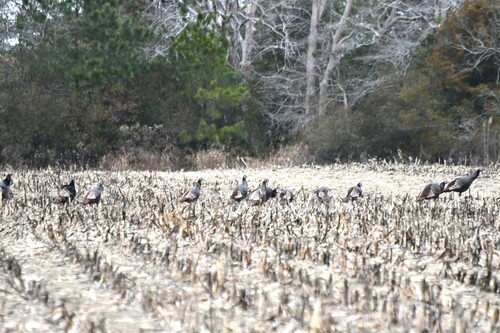 Wild Turkey photographed in Delaware