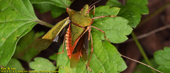 Pentatoma japonica