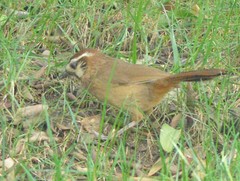 Pterorhinus sannio
