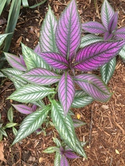 Strobilanthes auriculata dyeriana
