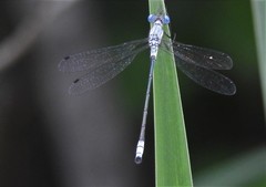 Lestes forcipatus