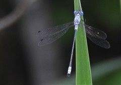 Lestes forcipatus