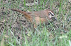 Pterorhinus sannio