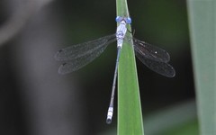 Lestes forcipatus