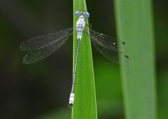 Lestes forcipatus