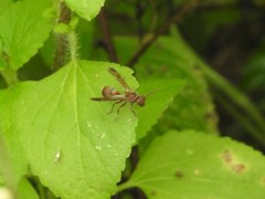 Ropalidia hongkongensis