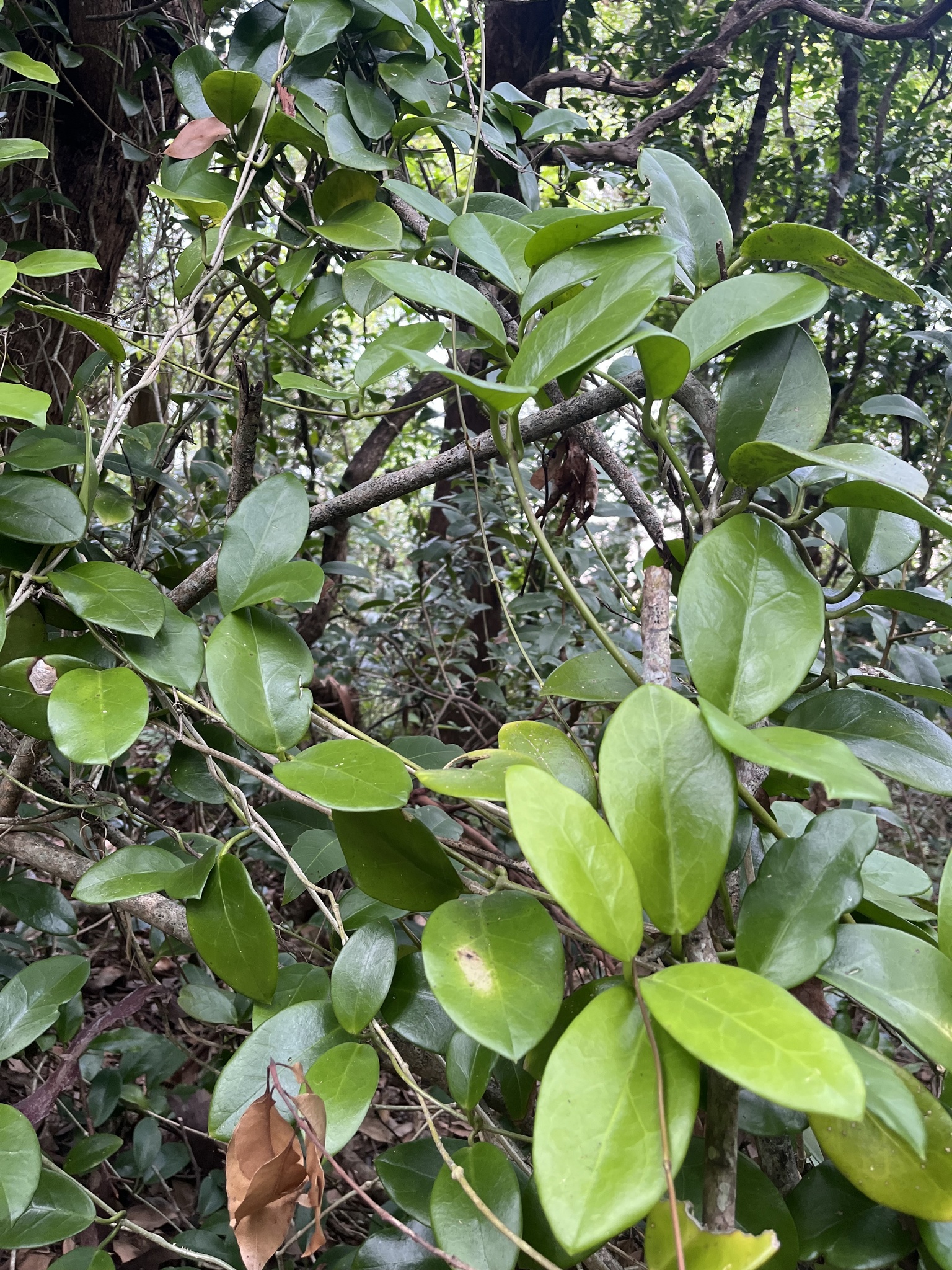 Imagem de Flor-de-cera