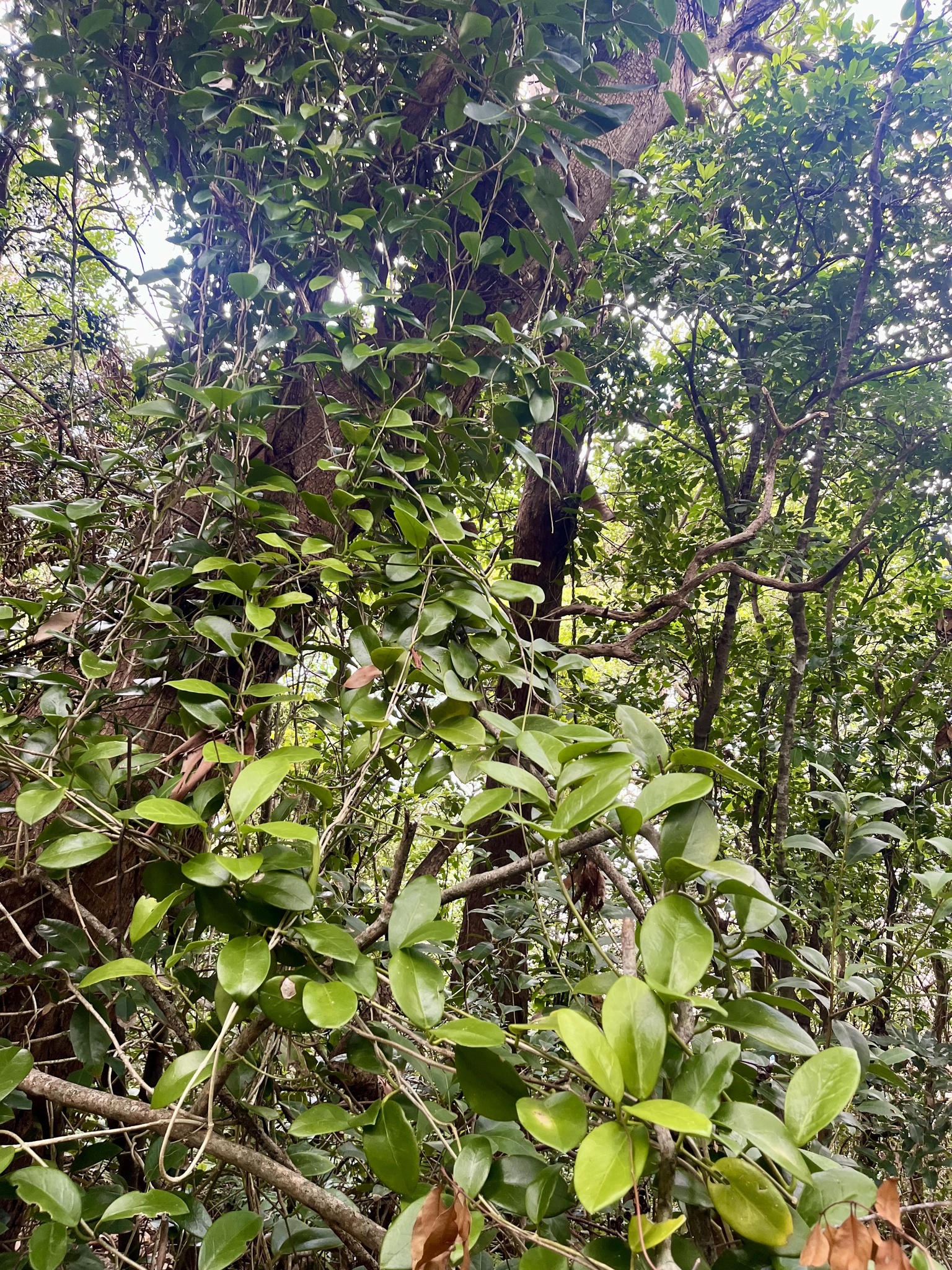 Imagem de Flor-de-cera