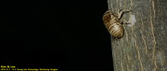 Hyalessa maculaticollis