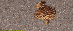 Bufo sachalinensis