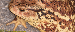 Bufo sachalinensis